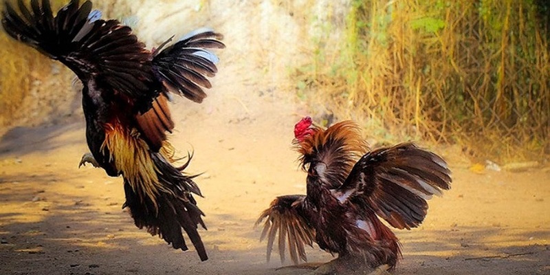 Đá gà cựa sắt luôn là loại hình được nhiều người lựa chọn Đá gà cựa sắt luôn là loại hình được nhiều người lựa chọn