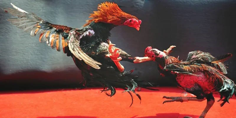 Chia sẻ những mẹo đá gà giúp giảm rủi ro thất bại Chia sẻ những mẹo đá gà giúp giảm rủi ro thất bại