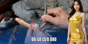 đá gà cựa dao