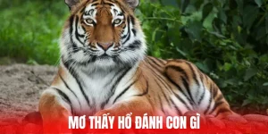 mơ thấy hổ đánh con gì